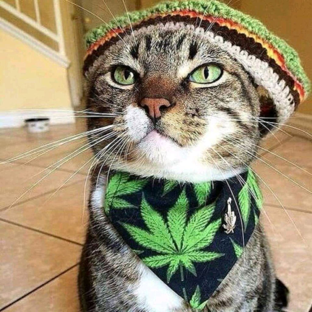 mister_kot