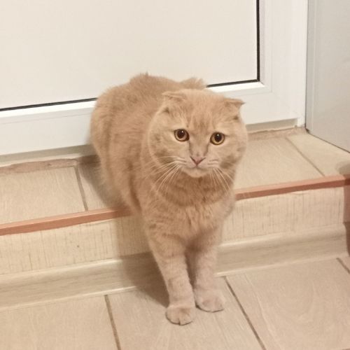 ᕙ(⇀‸↼‶)ᕗ