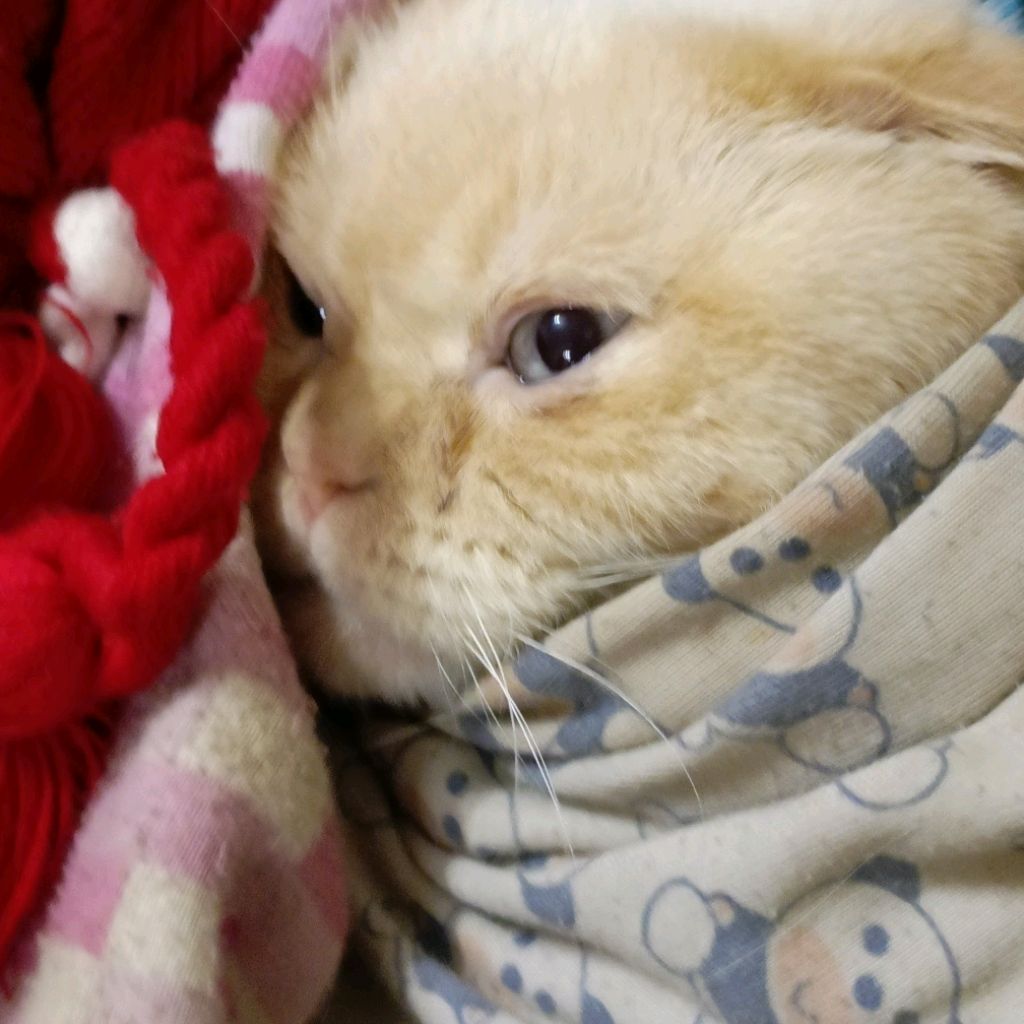 Полина Гулько