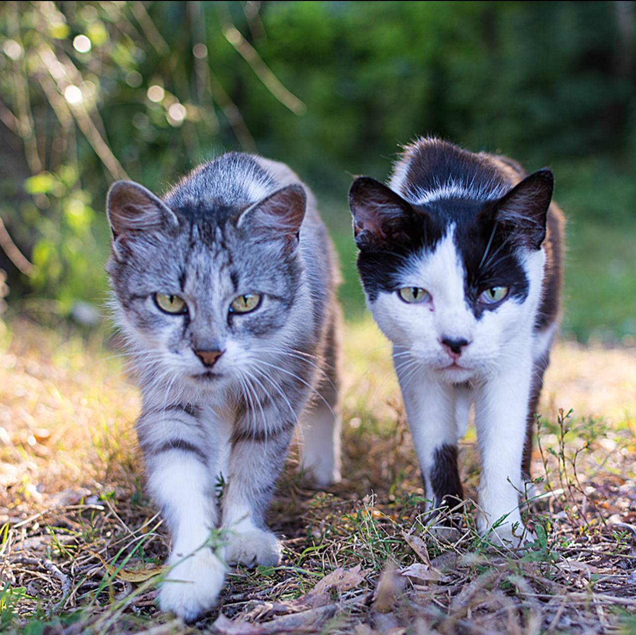 Братаны котаны