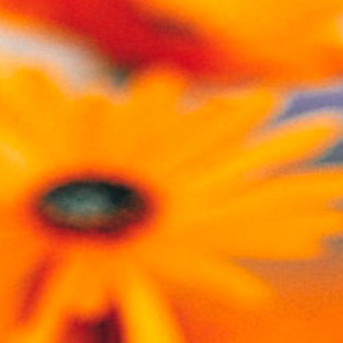 naranjito