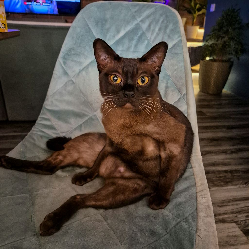 Nikcat