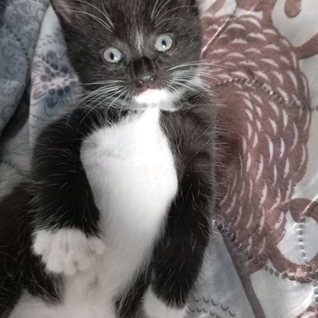 Котик Легенда Flex