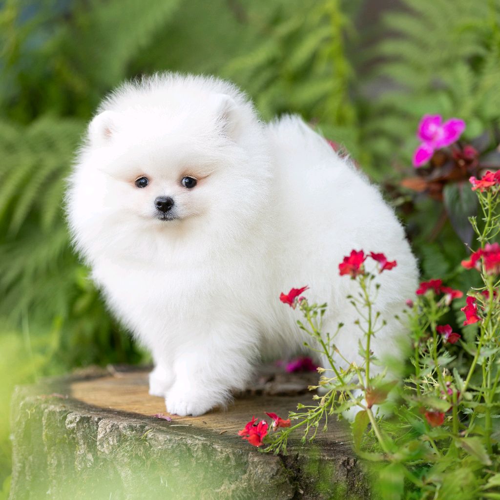 RissaKan.Pom