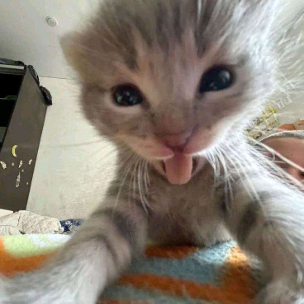😽