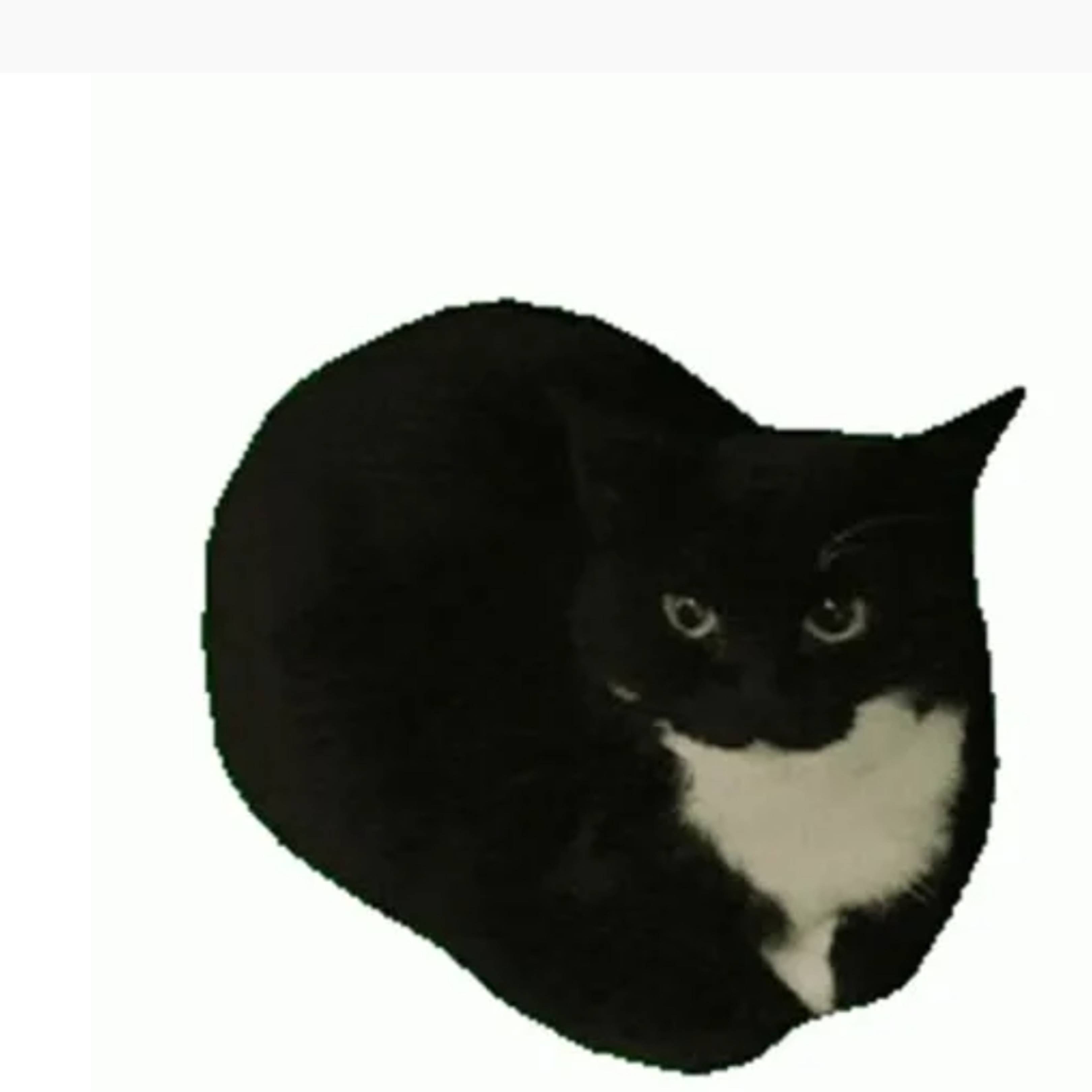 кот Максвелл