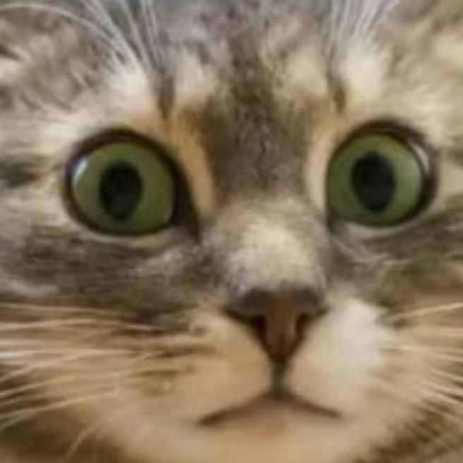 Я КОТ