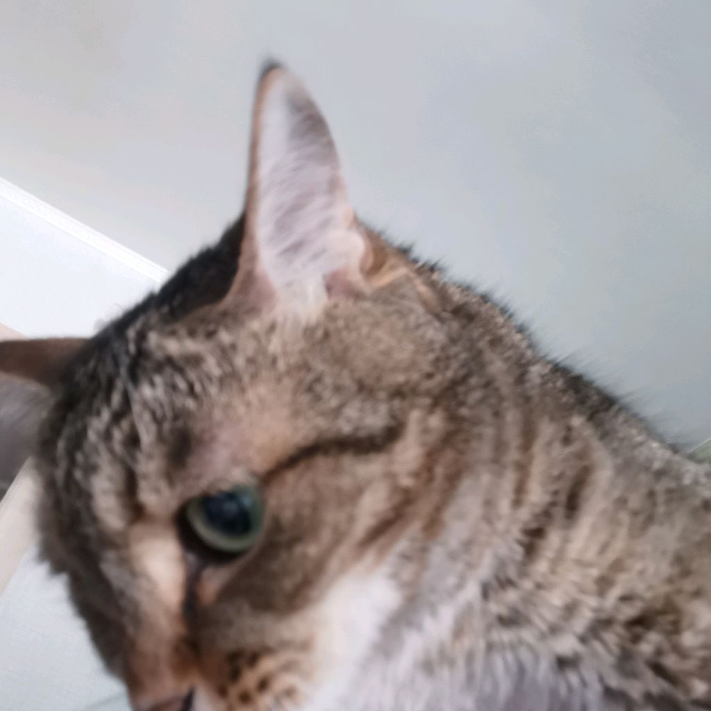 КОШАК 460056