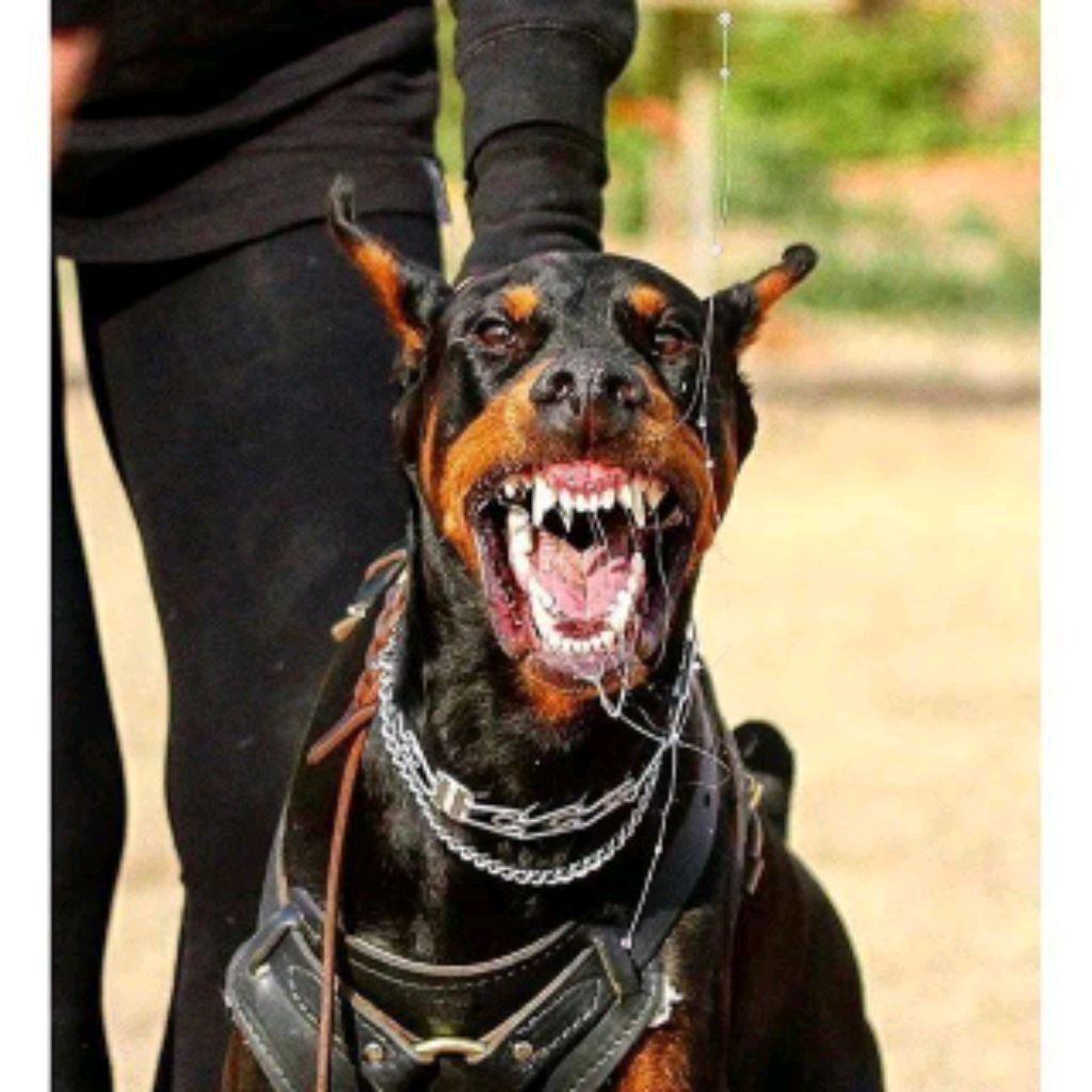 АРТО