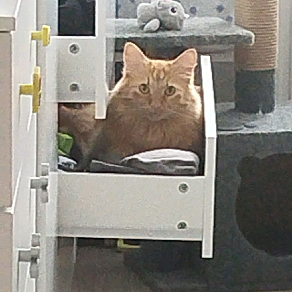 Роберт_кот