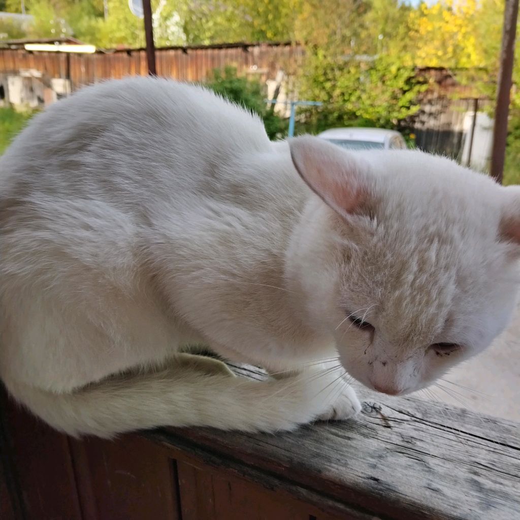 Котик Гаф