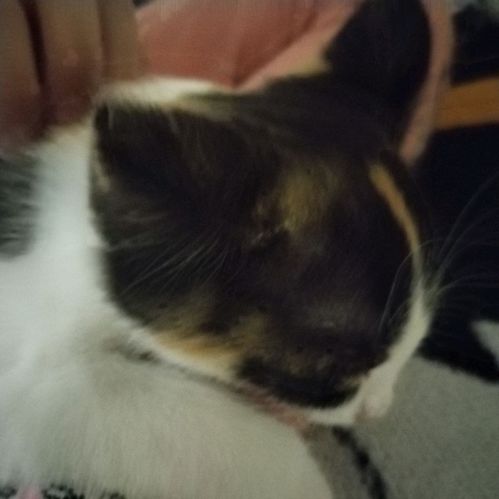 люблю кошек❤️🥰