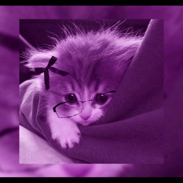 Котики🎀
