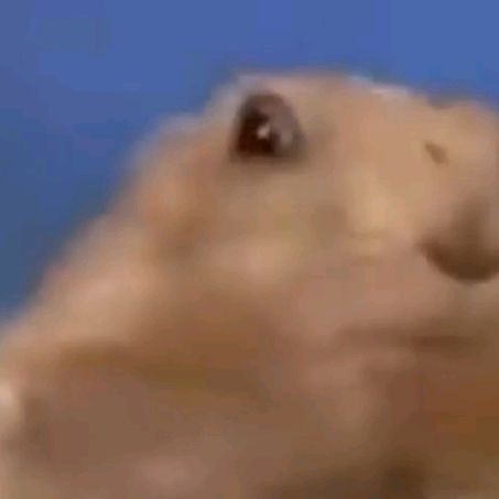 Сус