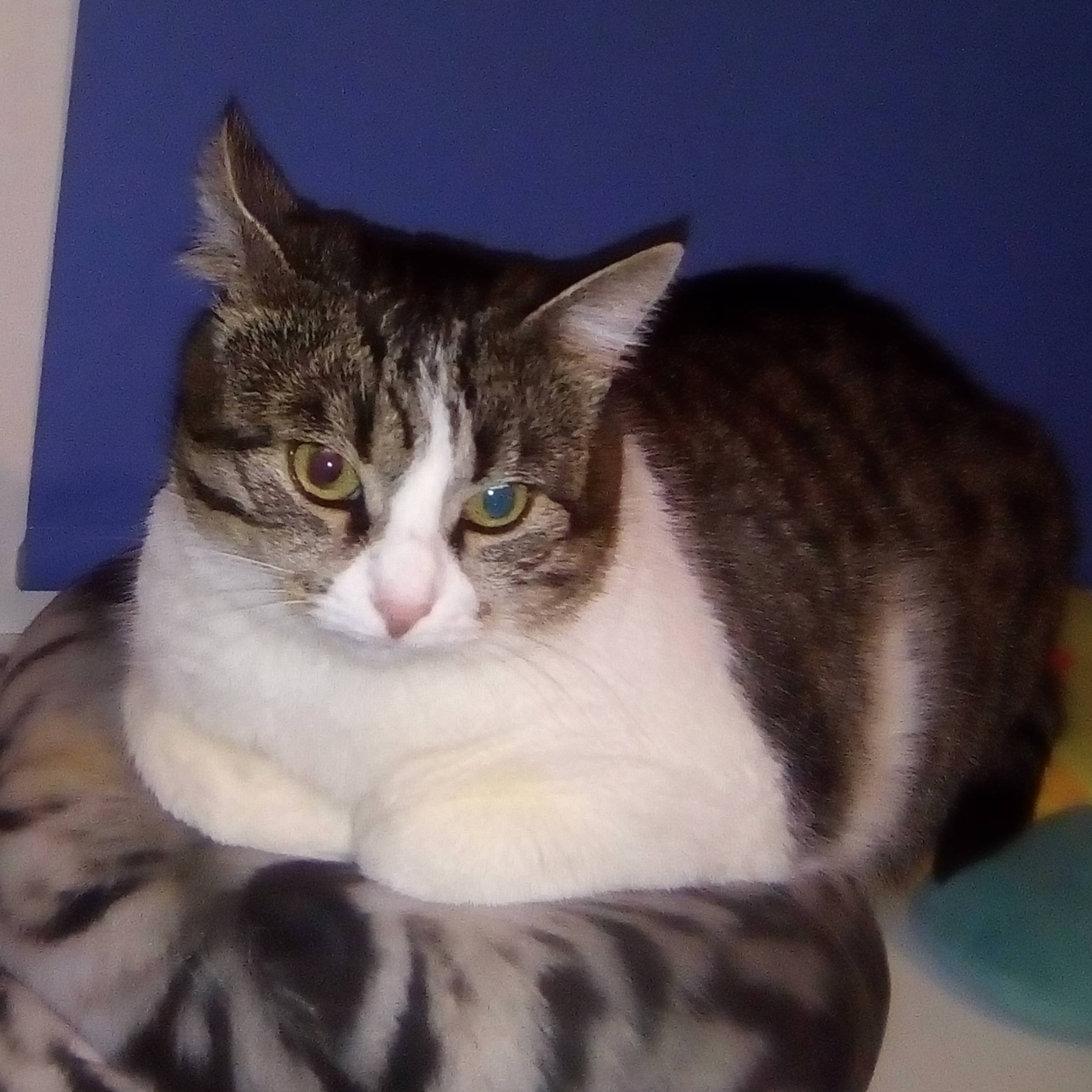 Лана