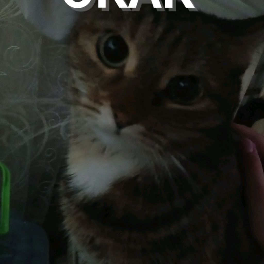 Zina_cat