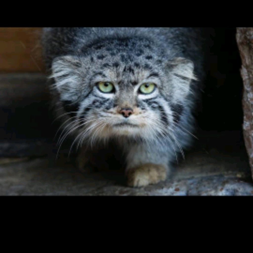 Кошак 13к