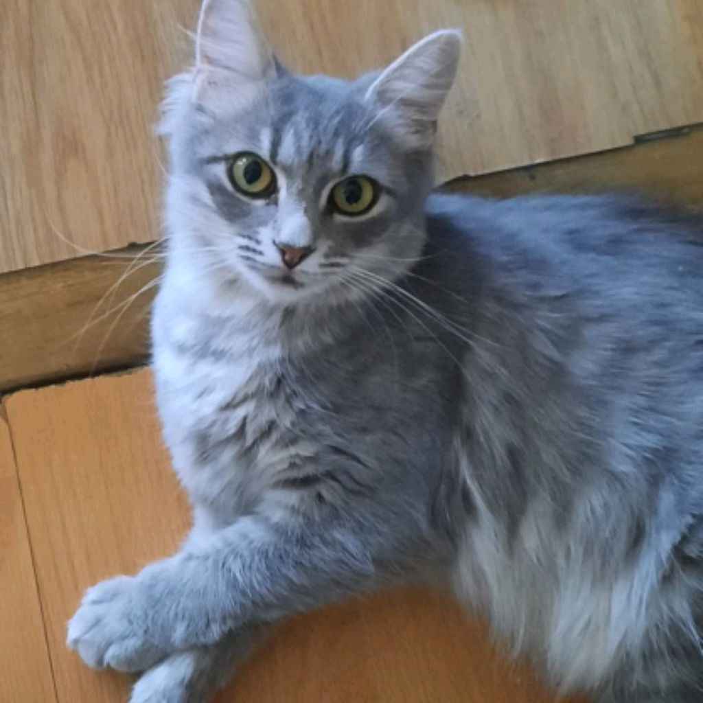 Juylia