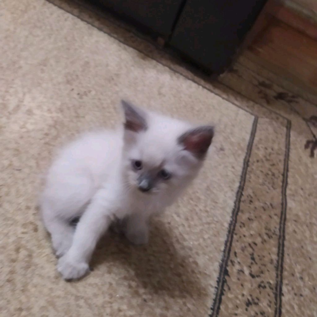 Милашка