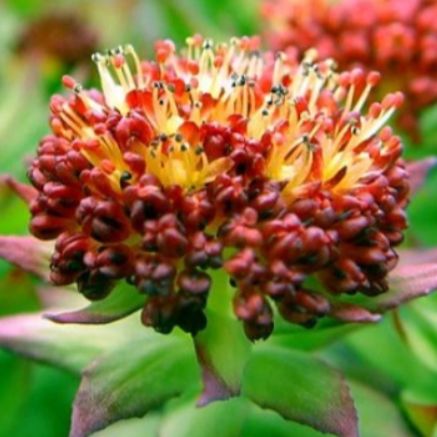 Rhodiola rosea