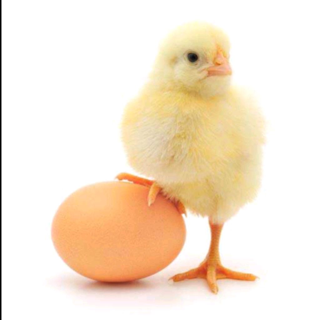 🐣 -(куриная Ношка) - 🐣