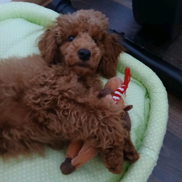 Той Пудель по имени Ричи🐩🐩