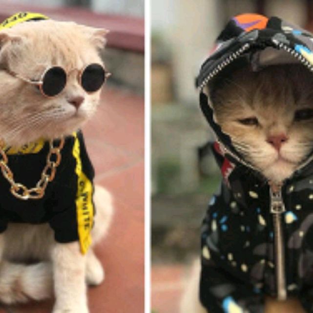 Котейка 😻