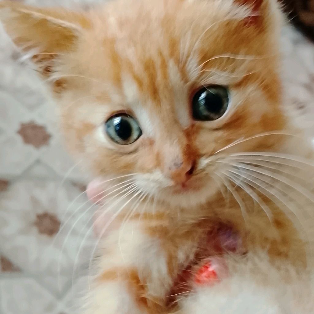 Котёнок