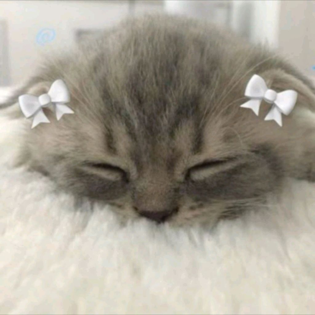 ♥🎀 муркины истории♥🎀