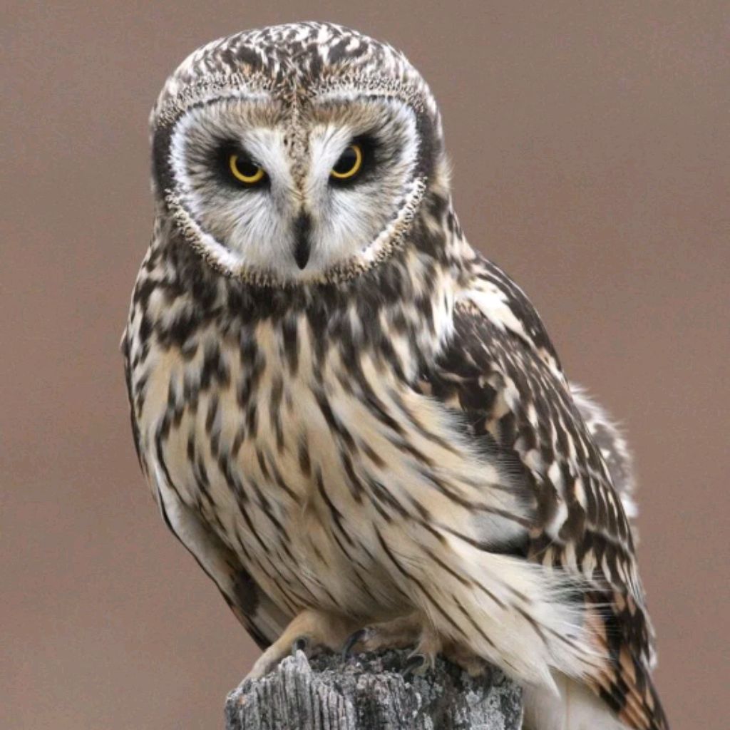 SOVA 🦉