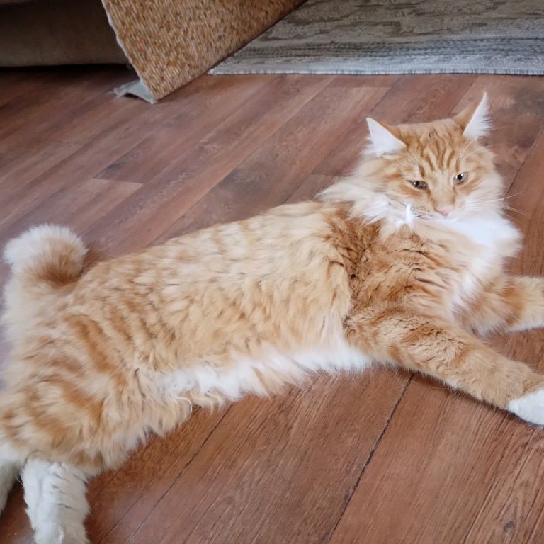 Cat Murzik