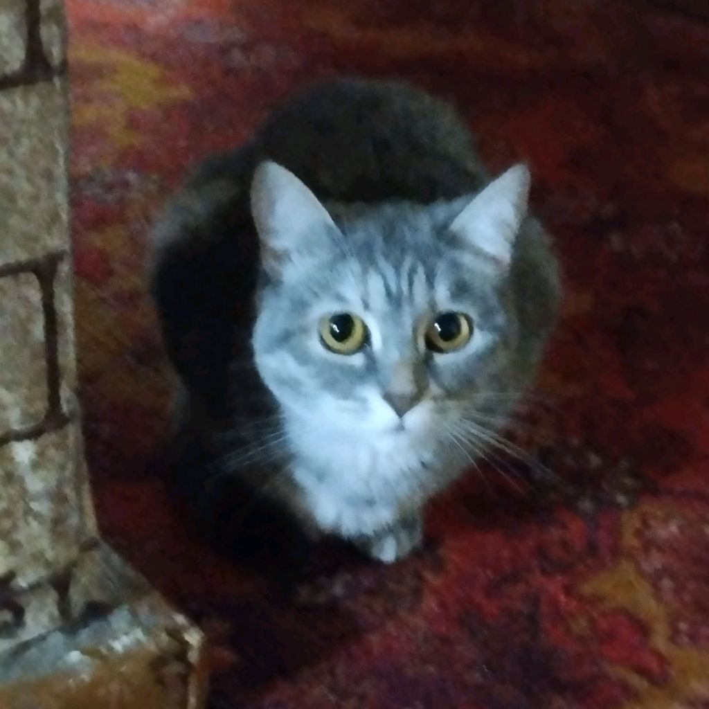 🐱🐈Буся🐈🐱 ❤