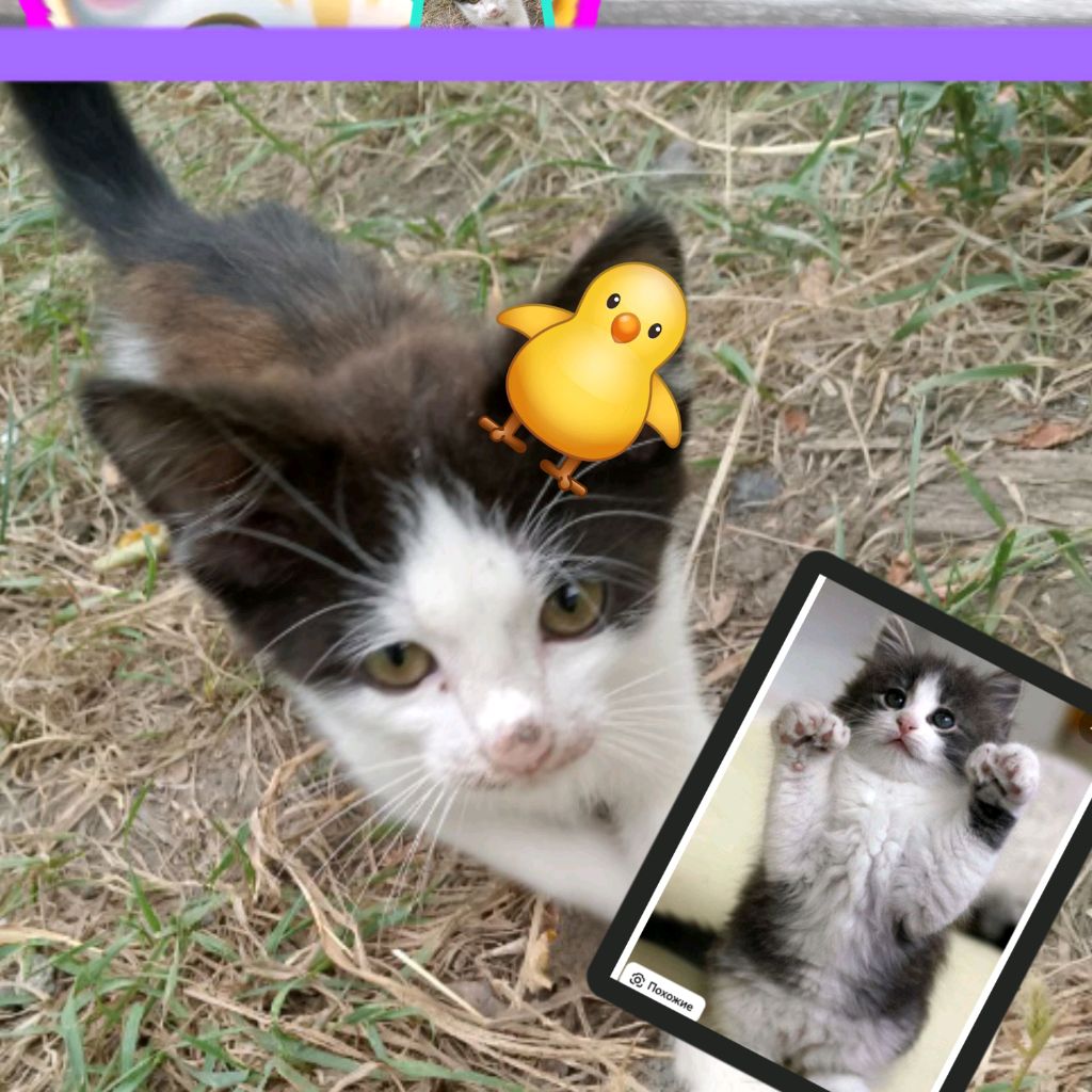 Кошка 🧋🍪🎀🐥🍪🧋🦔