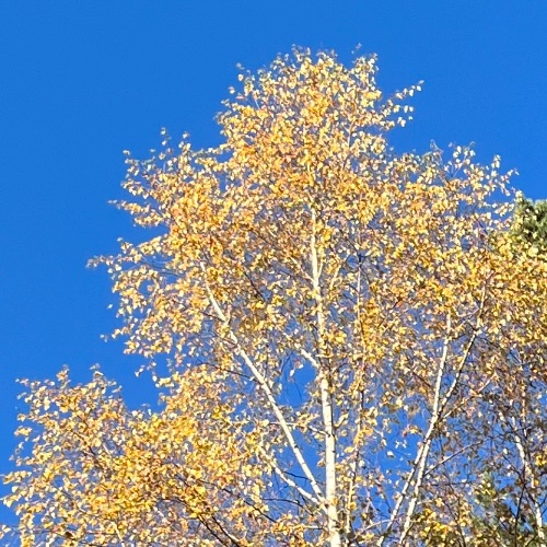 Осень 🍁🍂золотая пора
