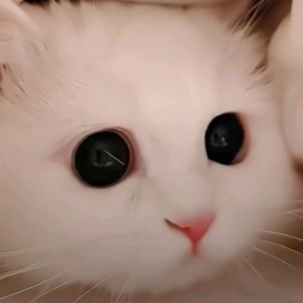Aniska's pussy