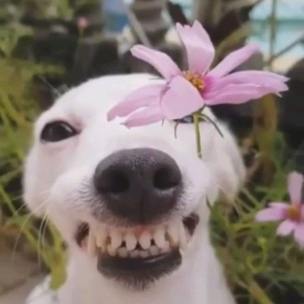 𝑨𝒍𝒊𝒄𝒆