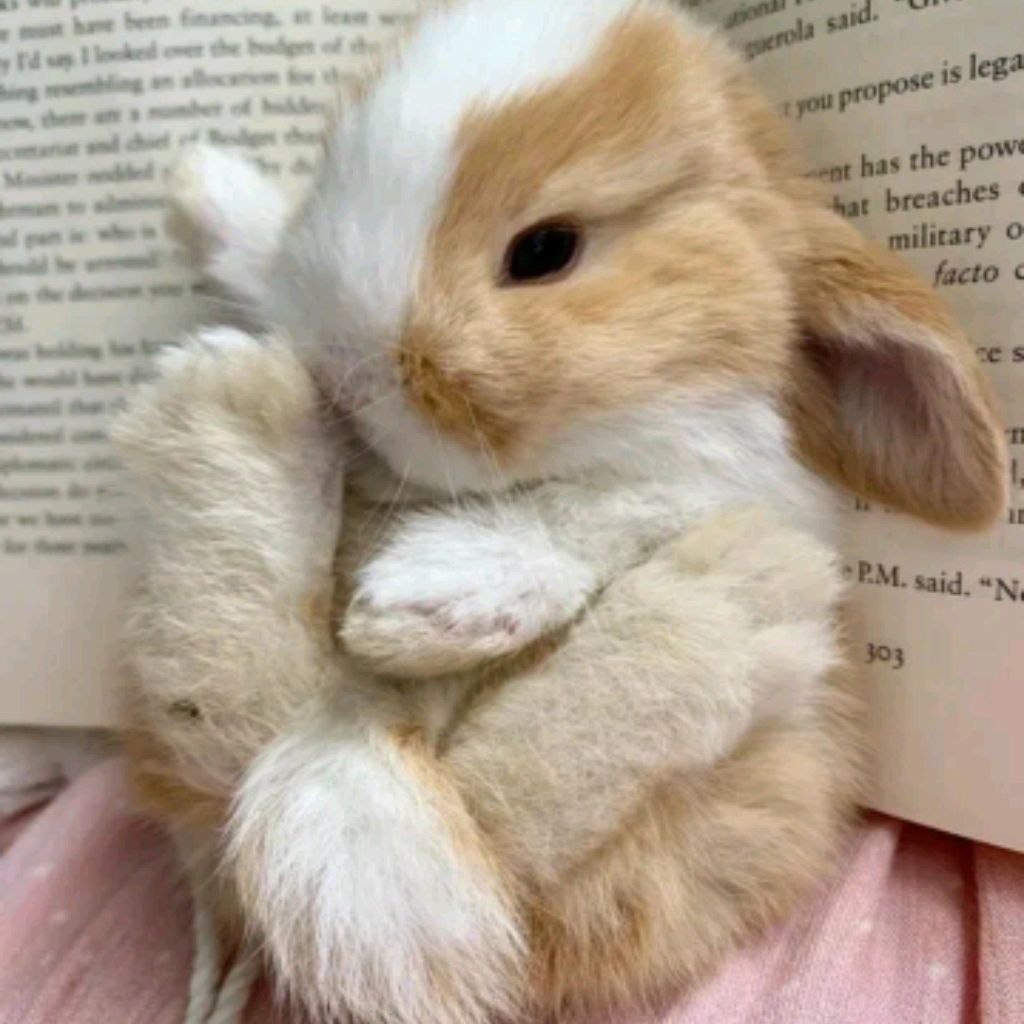🐰дп Кролик🐰