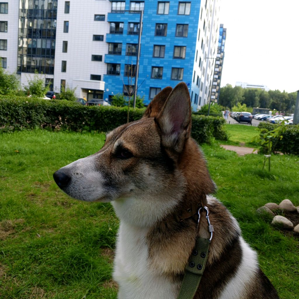Туняша