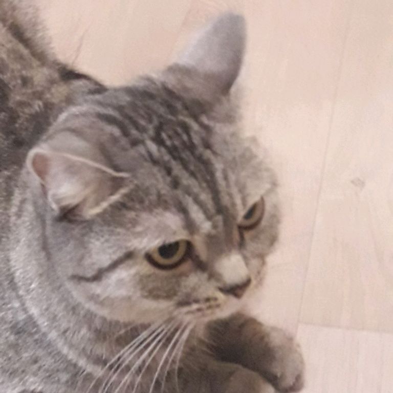 askayu
