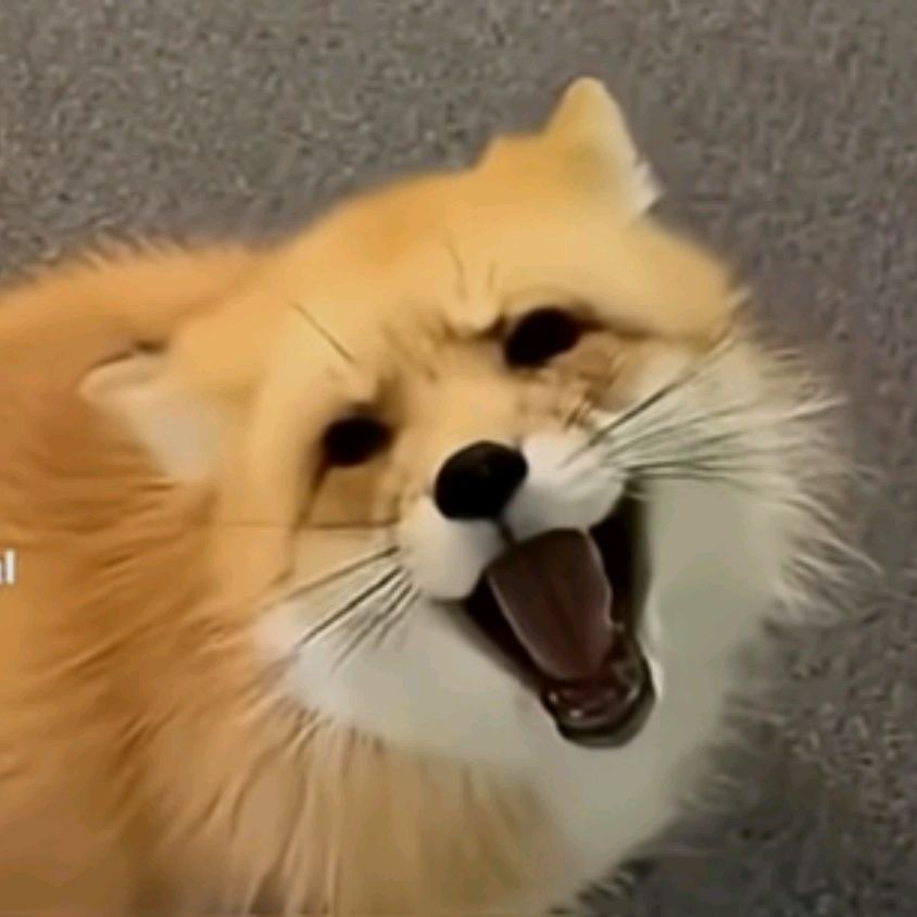 🦊лисичка🦊
