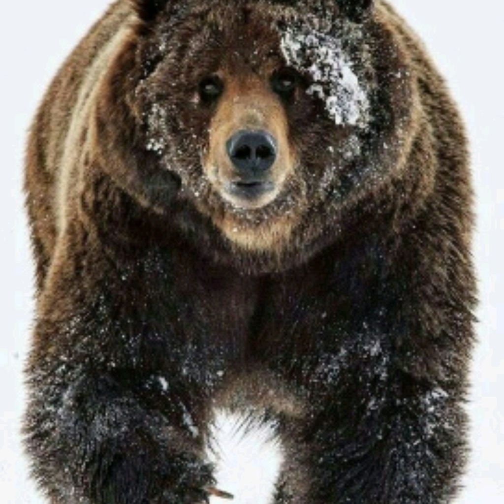 Медведь