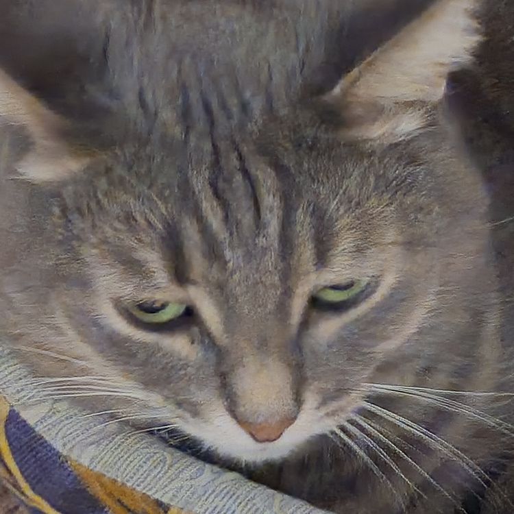 MuRziK