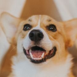 Happy Corgi