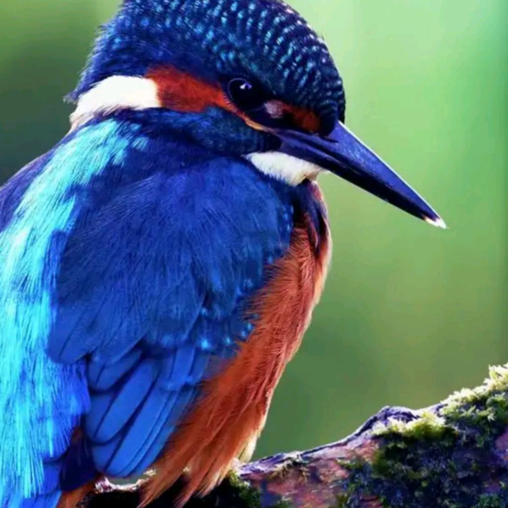 Velinheya
