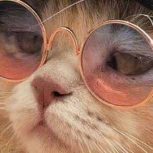 sapiens Cat