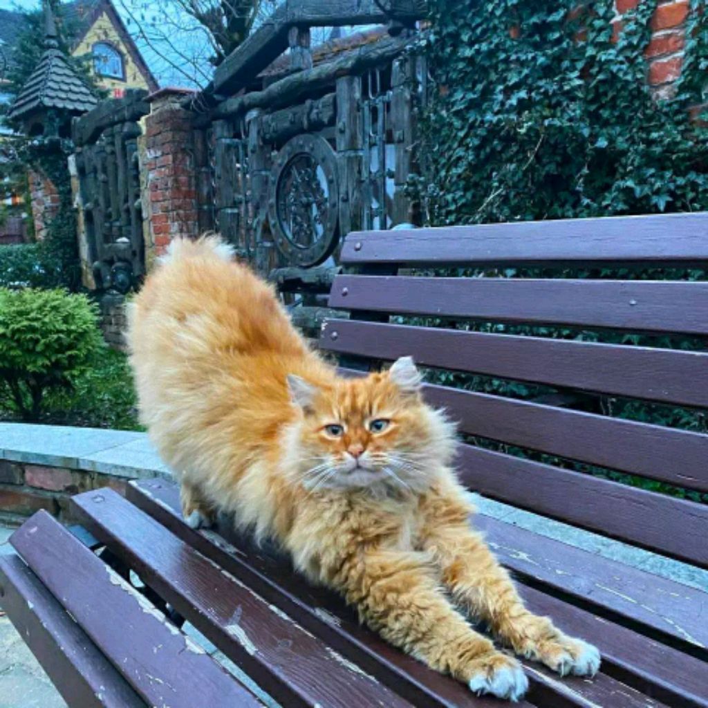 Кошечка