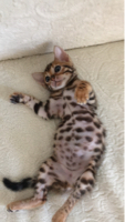 Golden Cat Bengal