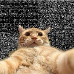 Catzila777