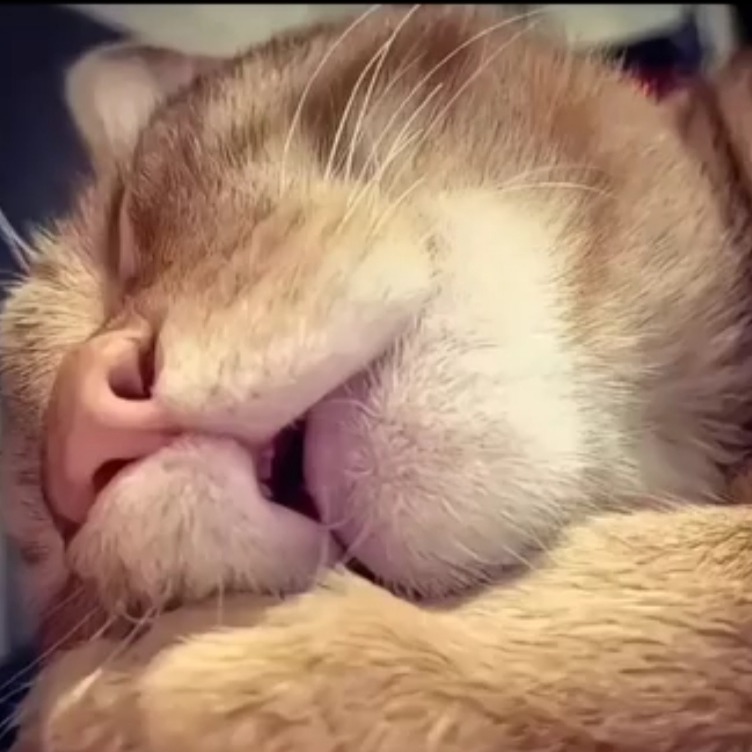 OS