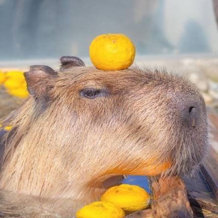 Capybara